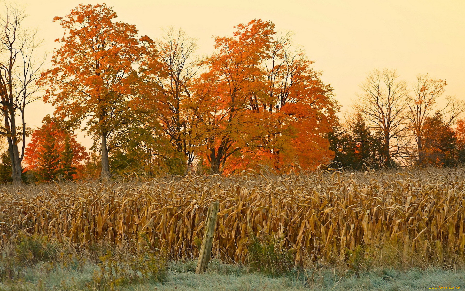 Пестрая стена леса. Осеннее поле. Поле осенью. Осенние поля живопись.